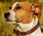 Голова Джек Рассел терьер порода собак, происходящих в Соединенном Королевстве